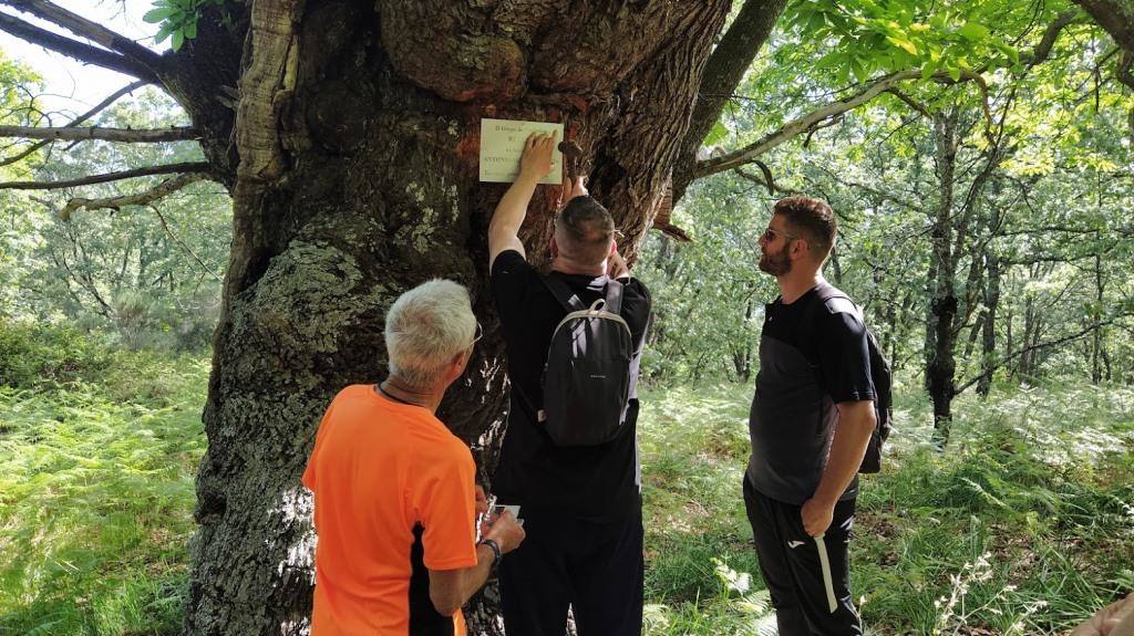 Colocación de la placa.