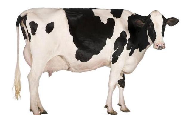 VACUNO DE CARNE Y LECHE, HACIA UNA MAYOR COMPETITIVIDAD