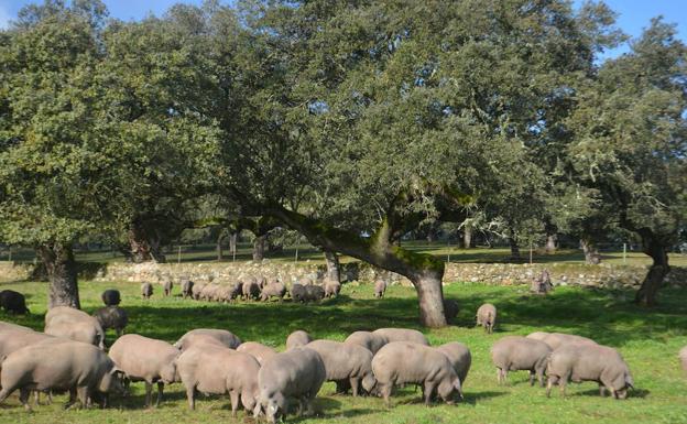 Vara confía en que el sector del ibérico no vuelva a caer en los errores del pasado