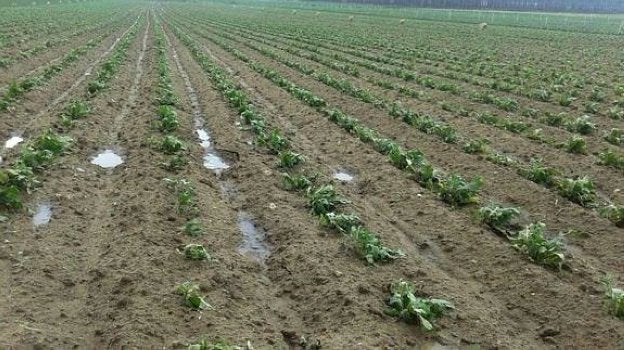 Daños en los cultivos tras las tormentas. :: hoy