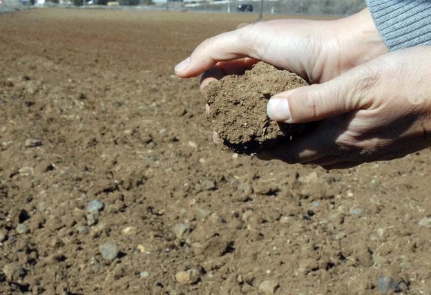 Un agricultor muestra la tierra seca en la que no arraiga el cereal.