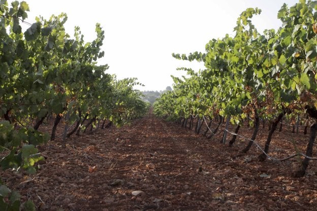Cepas para producción de cava cosechadas en Almendralejo. :: j. m. r.