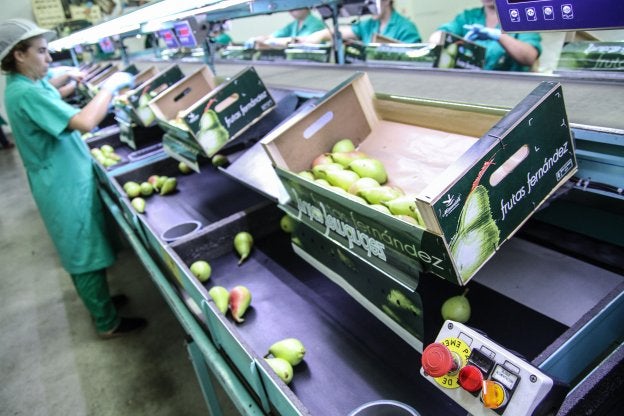 Trabajadoras en la línea de manipulado de fruta.