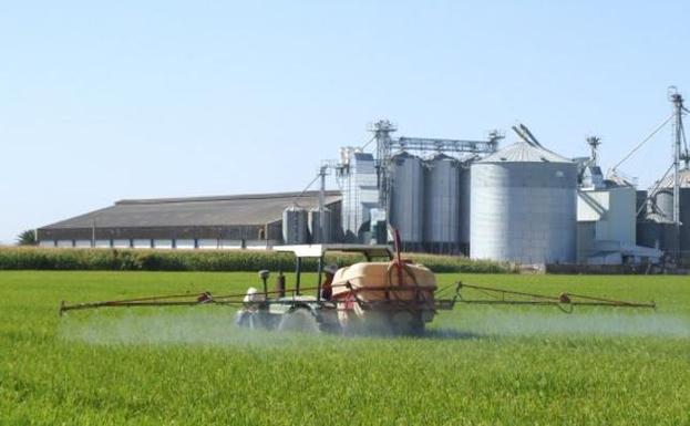 Cultivo de arroz en la provincia de Badajoz:: HOY