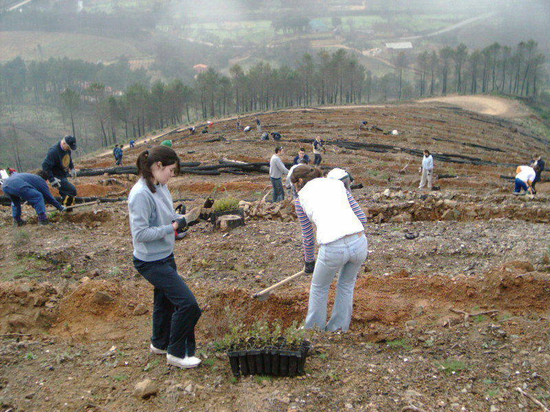 Voluntarios en una pasada edición de Plantabosques:: HOY/