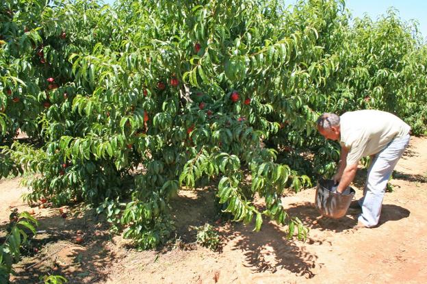 Los seguros de los frutales son de los más afectados debido a la gran cantidad de capital que se asegura por hectárea./HOY