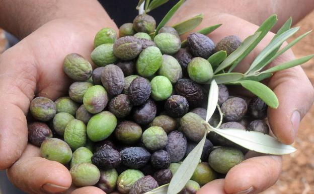 Denunciado en Almendralejo por no poder acreditar el origen de 500 kilos de aceitunas