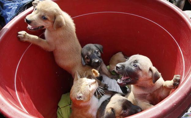 Imagen de archivo de cachorros de perros y gatos metidos en un cubo./HOY