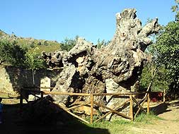 El histórico olmo de Villa de Arco, por cuyos alrededores corría el agua en pleno agosto./ ALTAMIRANO/