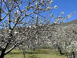 Más d eun millón de carezos pintan de blanco durante unos días el color verde habitual del valle del Jerte./ MAM/