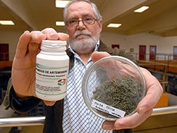 José Lucena, director del Ctaex, muestra un bote de comprimidos y hoja sseca de artemisina. / C.M./