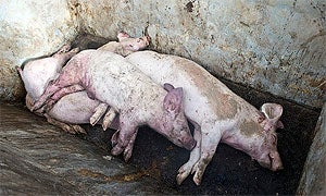 Una de las imágenes que ha facilitado Igualdad Animal.|HOY/