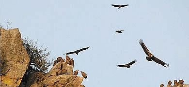 Europa toma nota del cuidado del águila imperial en Extremadura