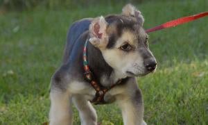 Fito, el cachorro que sobrevivió en 2009/