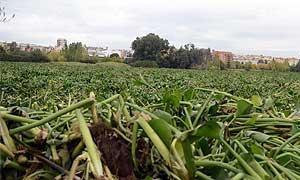 El camalote en el Guadiana a su paso por Mérida.:: BRÍGIDO/