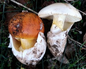 Ejemplar de la amanita cesárea alba (a la derecha), junto a un ejemplar normal de esta seta. :: RAFA MOLINA/