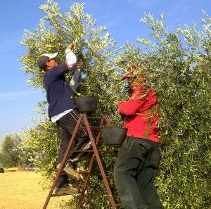 Trabajadores recolectando las aceitunas en Almendralejo. :: G. CASARES/