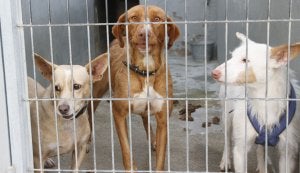 La Protectora ha recogido 5.000 animales en 12 años
