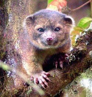 Ejemplar de olinguito en un árbol, tal como viviría en la Cordillera de los Andes. :: MARK GURNEY/