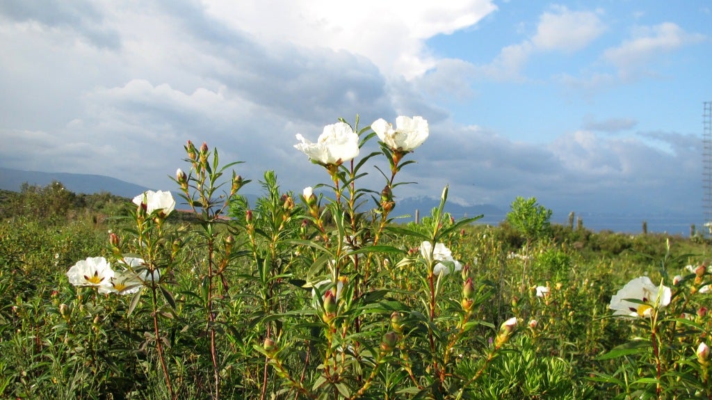 La jara, origen de Jaraíz Jaraiz de la Vera Hoy