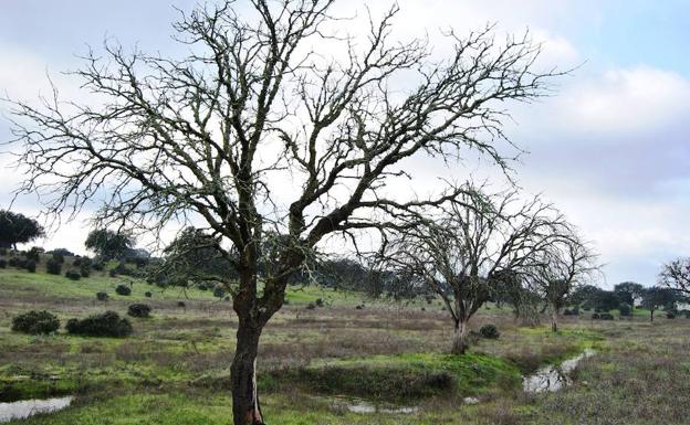 La seca, presente en el 80% de los árboles de la dehesa en los que se  detectan daños | Hoy