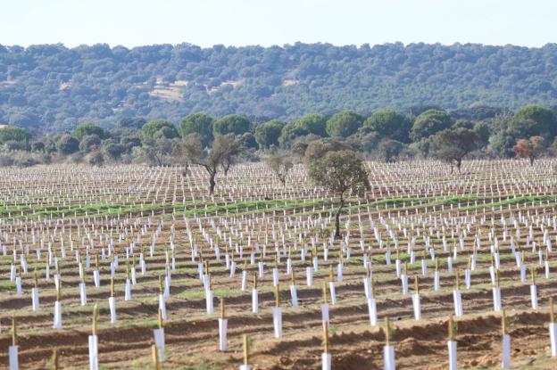 Multa de 240.000 euros por cambiar cultivos en una finca sin permiso previo  | Hoy