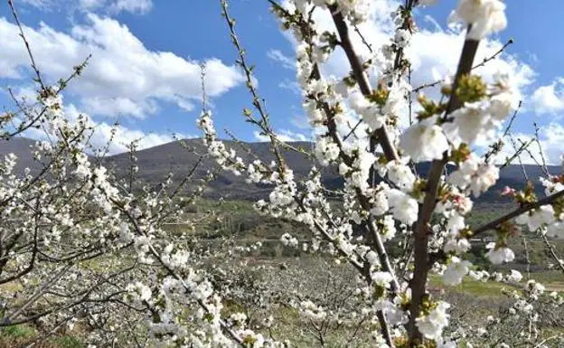 Mejores Fechas Cerezos En Flor 2019 Valle Jerte Guias Viajar