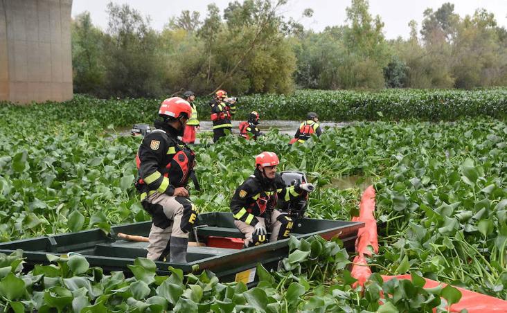 16 de octubre. Los integrantes de la UME ya retiran el camalote del Guadiana. Se incorporaron a las tareas 130 militares para intentar con la totalidad de esta especie invasora sobre las aguas del río. :: 
