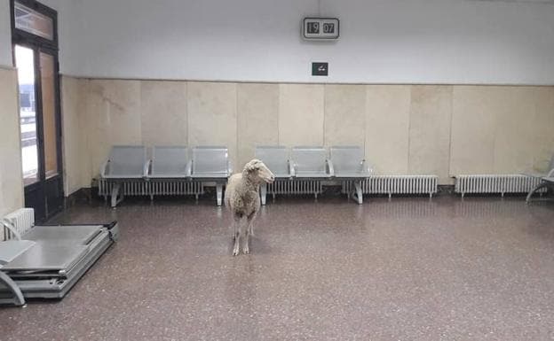 La oveja en el interior de la estación/Toni Ángeles Martín