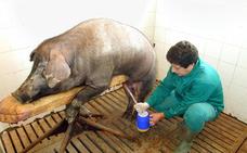 La cooperativa de Fregenal imparte una jornada sobre inseminación en ibérico