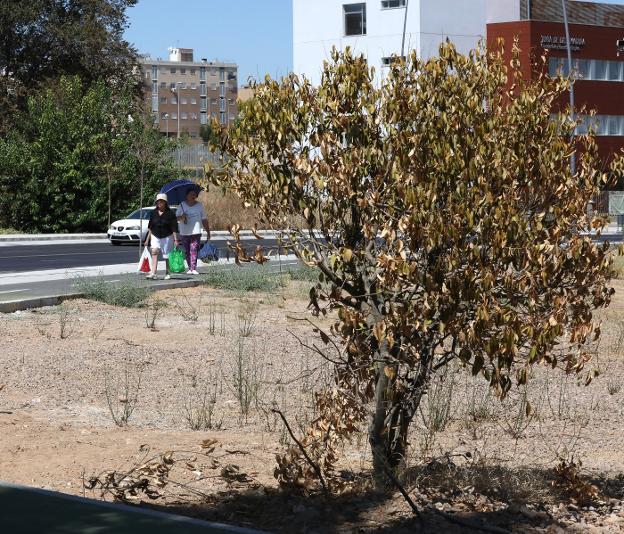 La resina de los árboles enfermos de Prointisa en Mérida ensucian las  calles y coches | Hoy