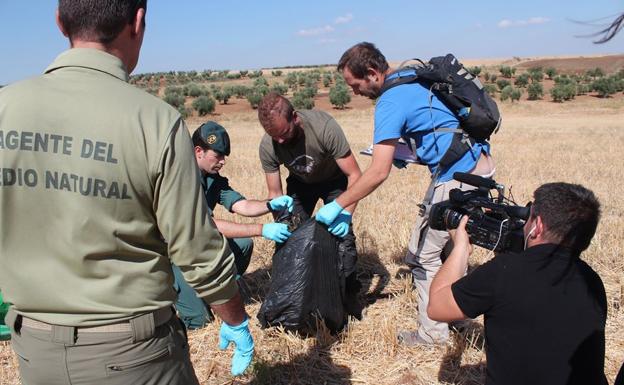 Efectivos del Seprona y agentes del Medio Natural de la Junta realizan el protocolo para levantar el cadáver de un águila real electrocutada.: HOY