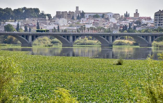 El nenúfar mexicano cubre algunas zonas del río como una manta. / CASIMIRO MORENO