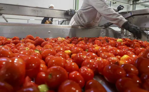 El sector agroalimentario extremeño, como el tomate, ha podido capear de mejor forma la crisis del coronavirus.