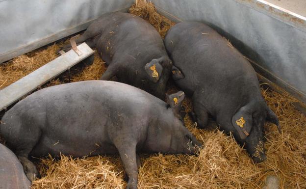 Extremadura recibe 320.888 euros en ayudas para el porcino ibérico