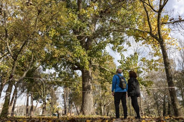 Riesgo de caída de ramas en el parque de la Isla