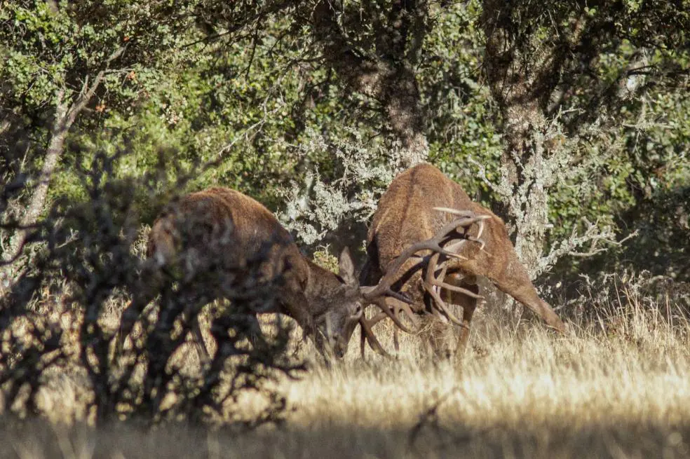 Dos ciervos en el parque nacional. / LORENZO CORDERO