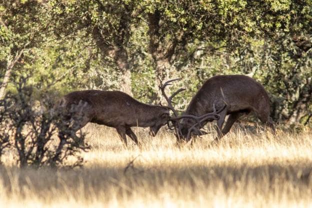 Dos ejemplares de ciervos en el Parque Nacional de Monfragüe. / HOY