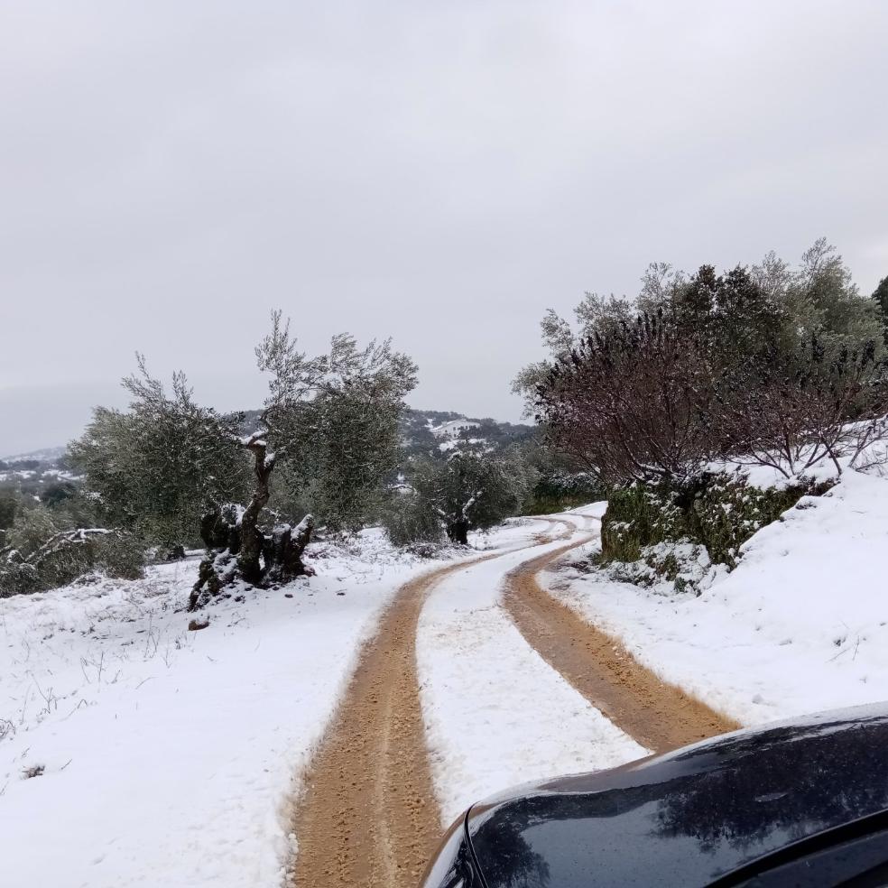 La Parra. Los olivos de este pueblo pacense amanecieron ayer así. marcos a. garcía rebollo/