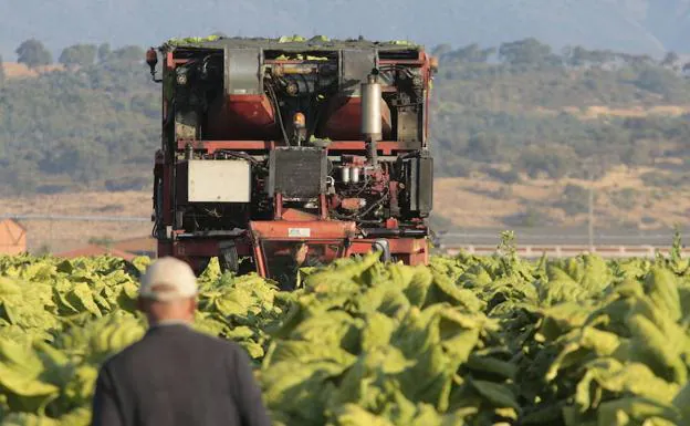 La Mesa del Tabaco rechaza que se cuestione el liderazgo de España en políticas para controlar el tabaquismo