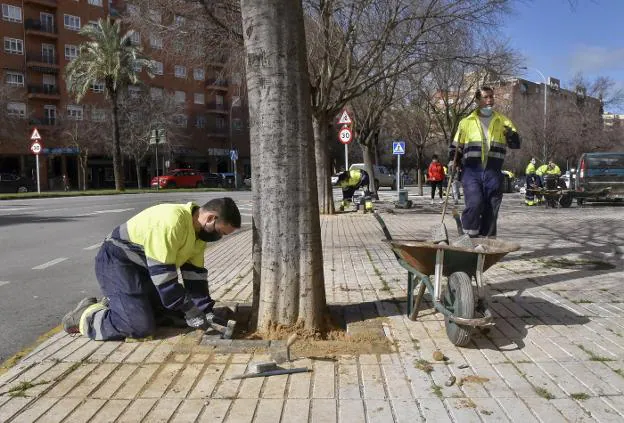 Los operarios municipales están reparando los alcorques que rodean a los árboles. / C. MORENO