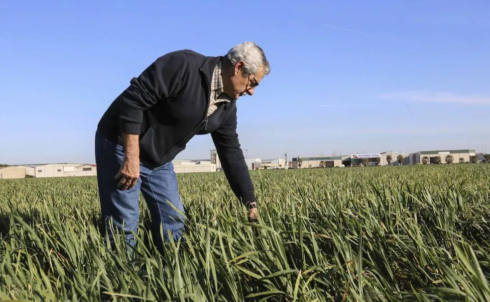 Antonio Soto, agricultor de Puebla de la Calzada, comprueba una parcela de trigo en su pueblo. /J. M. ROMERO