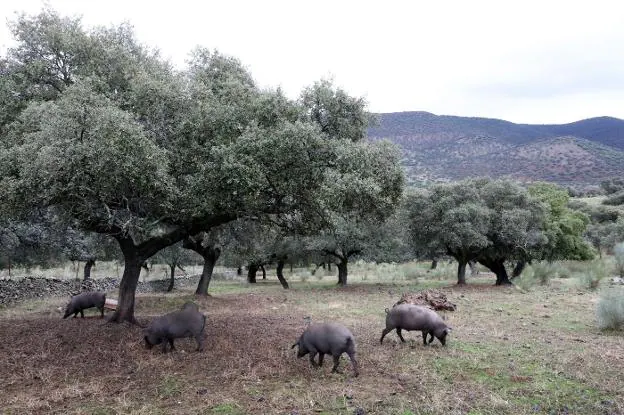 Los nuevos fondos europeos y la dehesa como metáfora