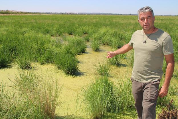 Juan Pedro Almodóvar muestra uno de los arrozales afectados. / S. GÓMEZ