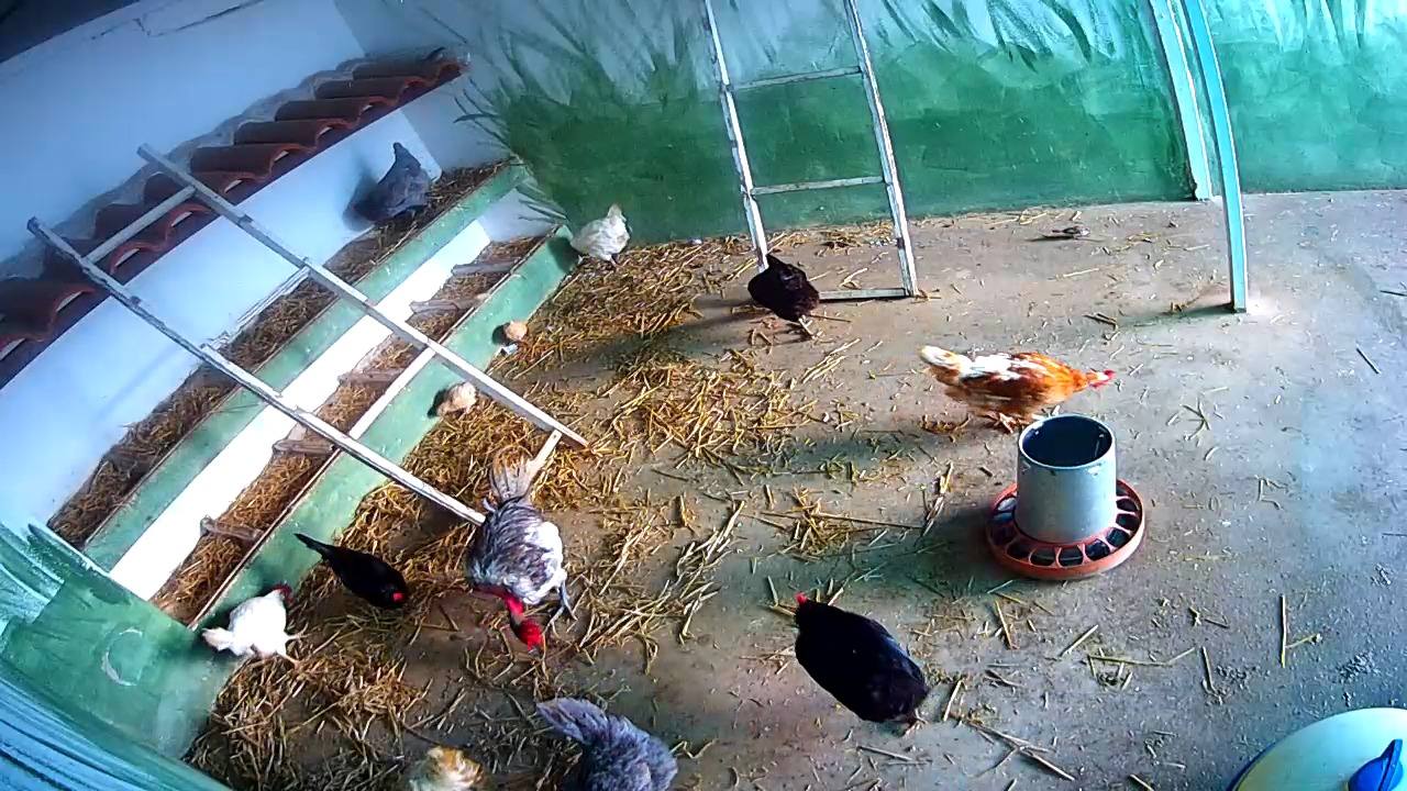 Imagen de la cámara que hay en el gallinero de la granja./HOY