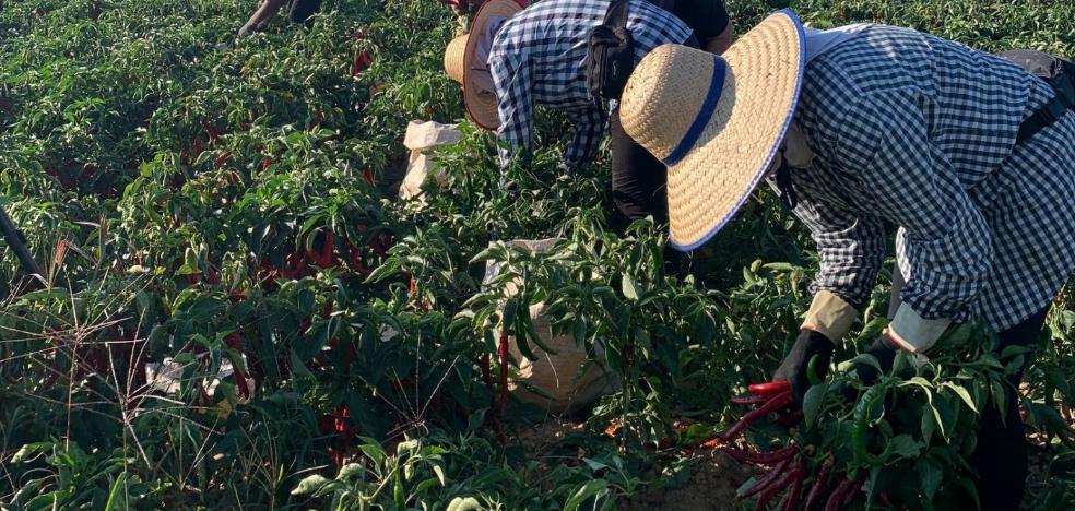 Aumenta hasta las 1.207 hectáreas la superficie de pimiento para pimentón de La Vera - Vimarsana News
