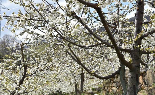 Cuándo y dónde ver este año el cerezo en flor en el Valle del Jerte | Hoy