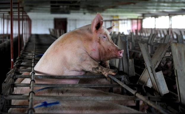 They Restore The Function Of Dead Pigs' Organs With Technology Applied To Humans.