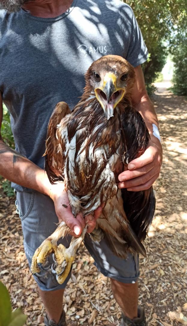 Aguila que rescatada por AMUS con un golpe de calor. / HOY