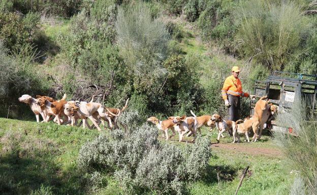 Cs Extremadura indica que la ley de bienestar animal pone en peligro la rehala y la caza